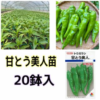 種苗店が発送‼️甘とう美人苗20鉢入‼️(野菜)