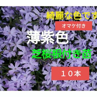 薄紫色の芝桜苗　根付き苗　１０本　おまけ付き　ネコポス(リース)