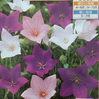 花の種　桔梗ミックス＋オマケ(その他)