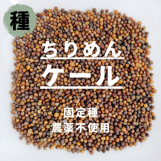 【種】ちりめんケール　無農薬　400粒(野菜)