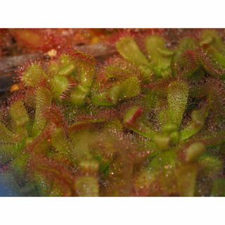 食虫植物 Drosera trinerviaの種子 30粒(その他)