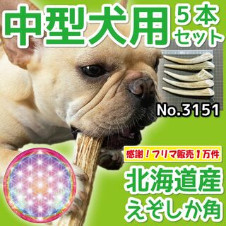 中型犬用 エゾ鹿の角 5本セット 北海道産 蝦夷鹿 犬のおもちゃ 31517
