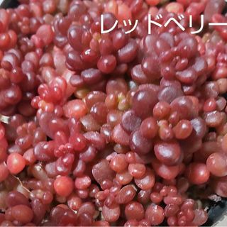 多肉植物　レッドベリー　カット苗１０本(その他)