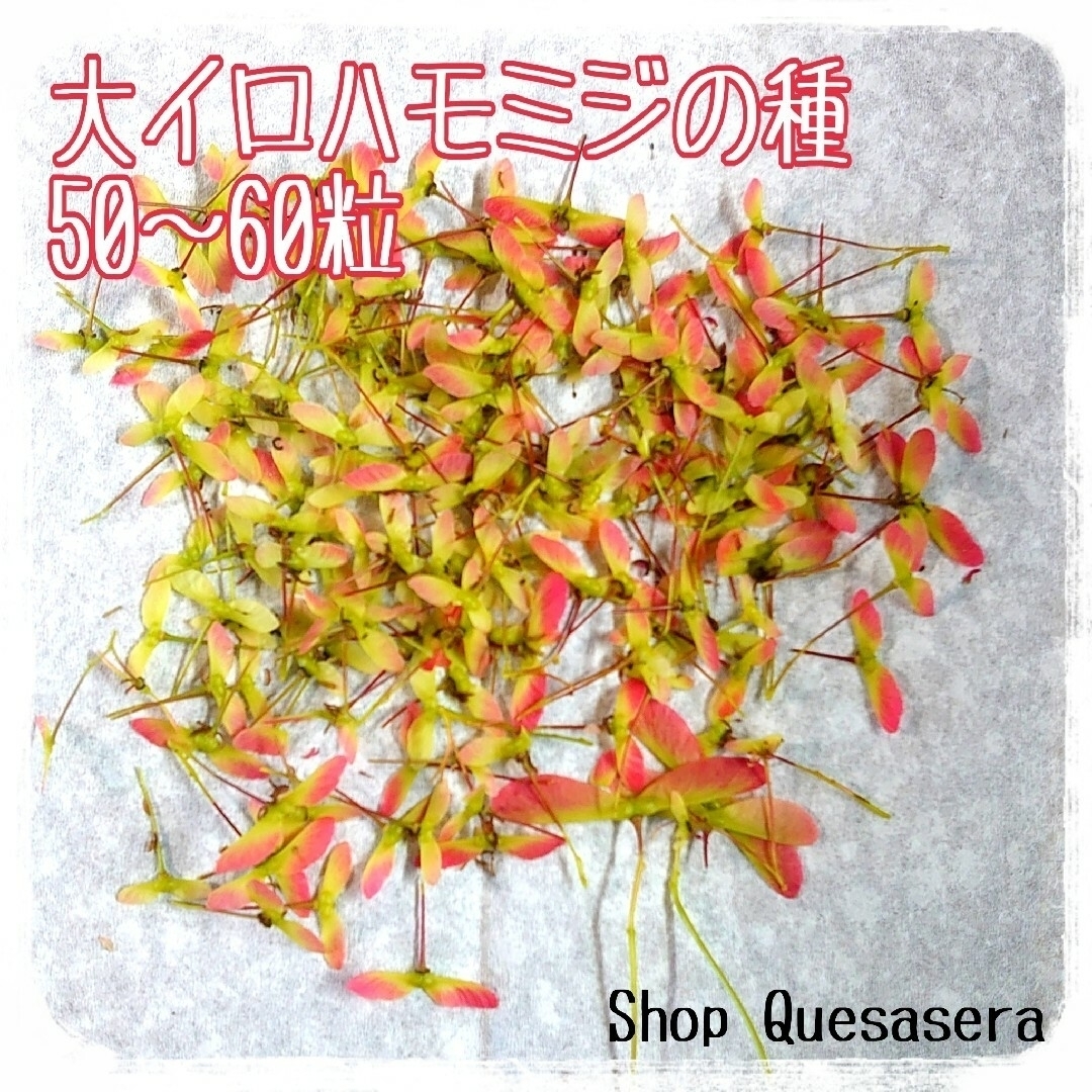 🍁大イロハモミジ 種 約50粒(おまけつき)🍁 ハンドメイドのフラワー/ガーデン(その他)の商品写真