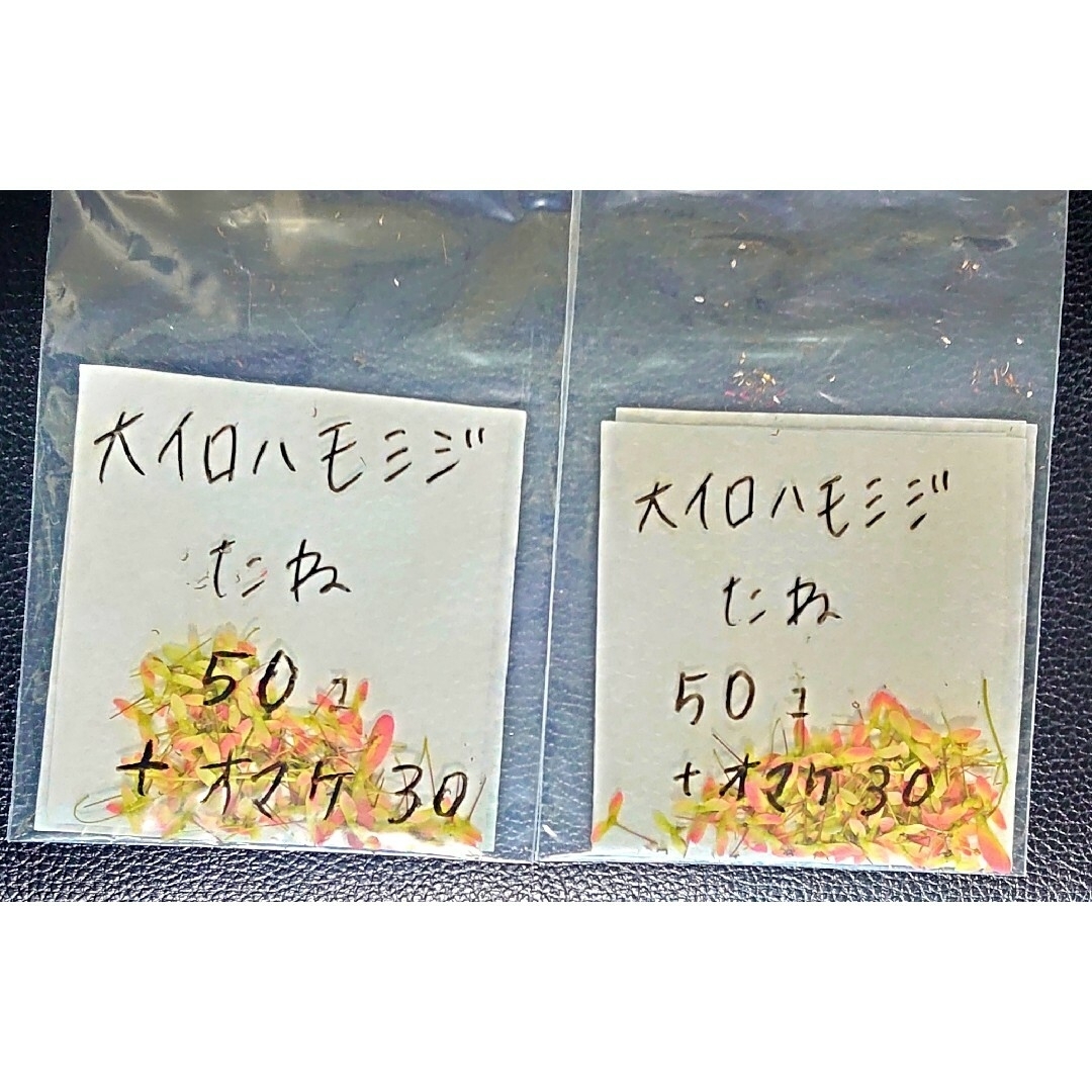 🍁大イロハモミジ 種 約50粒(おまけつき)🍁 ハンドメイドのフラワー/ガーデン(その他)の商品写真