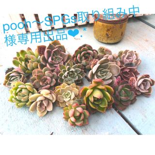 多肉植物カット苗☆pooh～SPGs取り組み中様専用出品❤︎.*(その他)