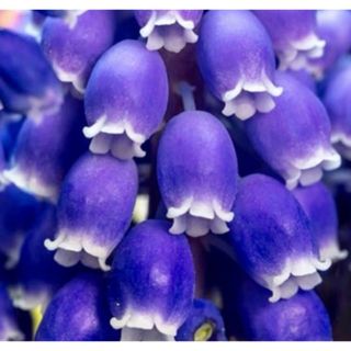 銀の紫陽花のお花畑で咲いた青く美しいムスカリの球根50球‼️(プランター)