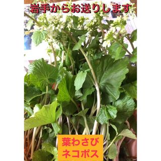 葉わさび　ネコポス(野菜)