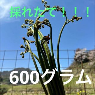 わらび　完全無農薬　大自然島根県深山で採れた　ワラビ　蕨(野菜)