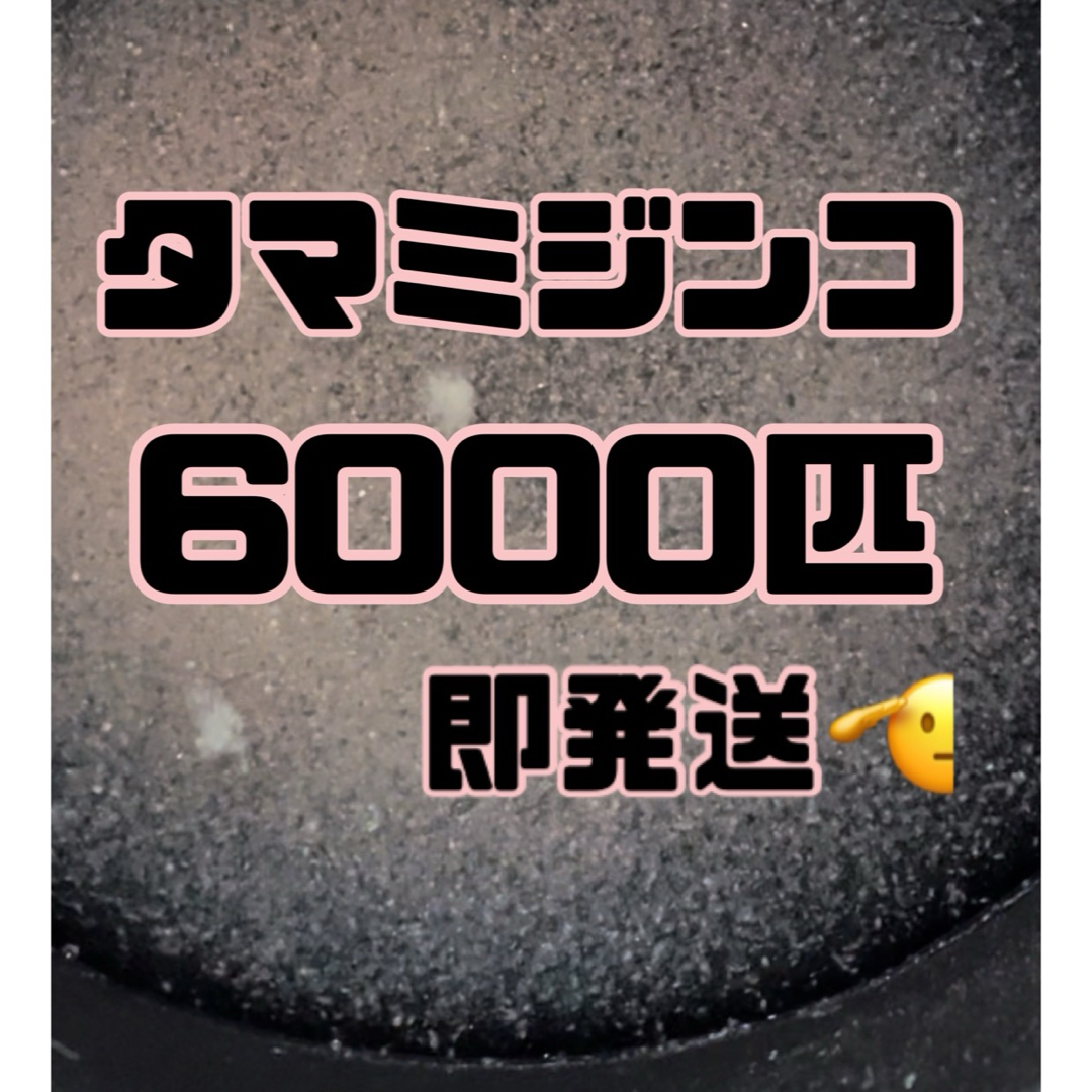 【タマミジンコ2g6000匹程】送料無料めだか金魚etc. その他のペット用品(アクアリウム)の商品写真