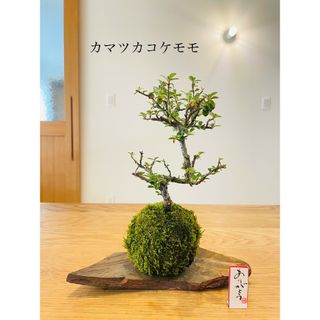 花芽つき♪カマツカコケモモの苔玉　盆栽(雑貨)