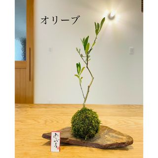 オリーブの苔玉　ネバディロ・ブランコ(その他)