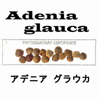 12月入荷 アデニア グラウカ 5粒 種 種子 証明書あり(その他)