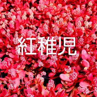 多肉植物  真っ赤な《 紅稚児》 抜き苗