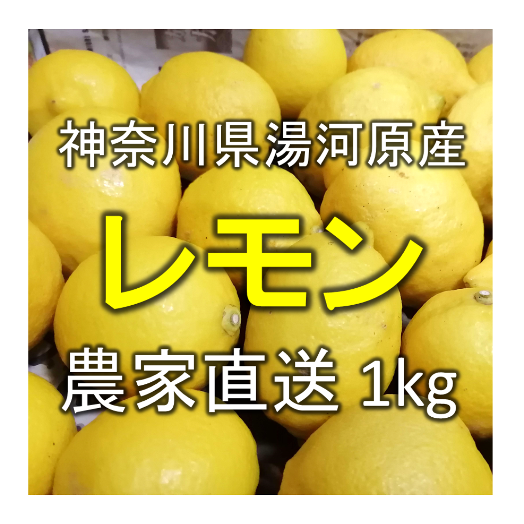 【国産レモン】約1kg 神奈川県湯河原町産 農家直送 食品/飲料/酒の食品(フルーツ)の商品写真