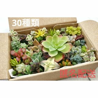 カット苗 詰め合わせ 30種類 寄せ植え 多肉(その他)