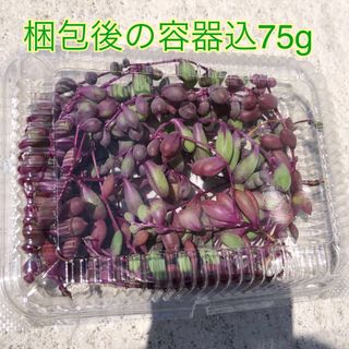 ルビーネックレス 多肉 多肉植物 ルビネ ネックレス系 寄せ植えに 75g