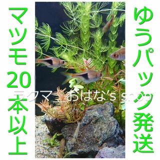 ☆マツモ20本＋α☆ゆうパック発送／無農薬／水草(アクアリウム)