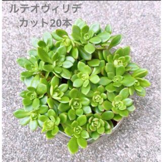 多肉植物　ルテオヴィリデ　20本(その他)