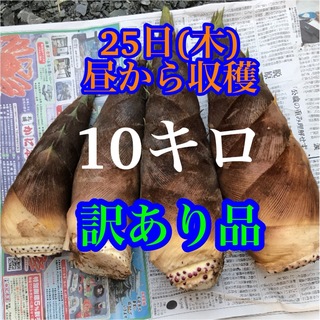 タケノコ　10キロ 当日発送　訳あり品　米ぬか付き(野菜)