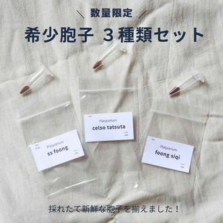 希少胞子 3種セット　ビカクシダ　胞子(その他)