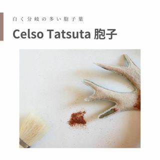 [胞子] Celso Tatsuta　セルソタツタ ビカクシダ(その他)