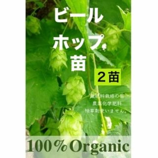 宿根　ホップ　ビール　地下茎　苗　自然栽培　ハーブ　 オーガニック　ゆうパ(その他)