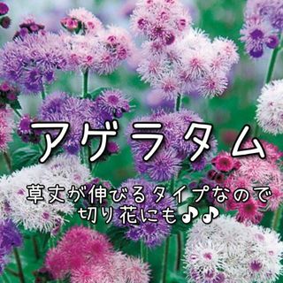 【アゲラタムのタネ】20粒 種子 種 花 切り花にも(その他)