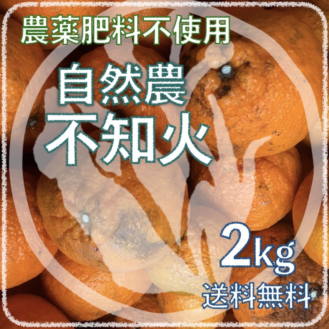 自然農不知火2kg 6年目 無農薬肥料不使用 自然農法 みかん 海乃蛙自然農園 食品/飲料/酒の食品(フルーツ)の商品写真