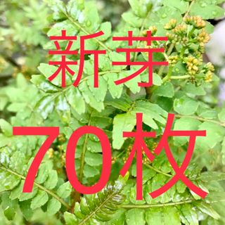 山椒の葉　木の芽　新芽　無農薬　70枚　ネコポスにて即日発送(野菜)