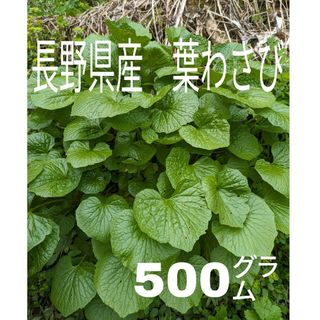 長野県産　「葉わさび、畑わさび」500㌘(野菜)