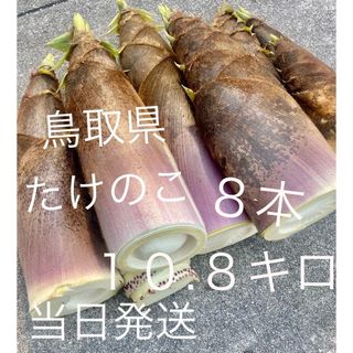 鳥取県産　たけのこ　１０キロ