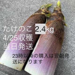 たけのこ 2.4kg