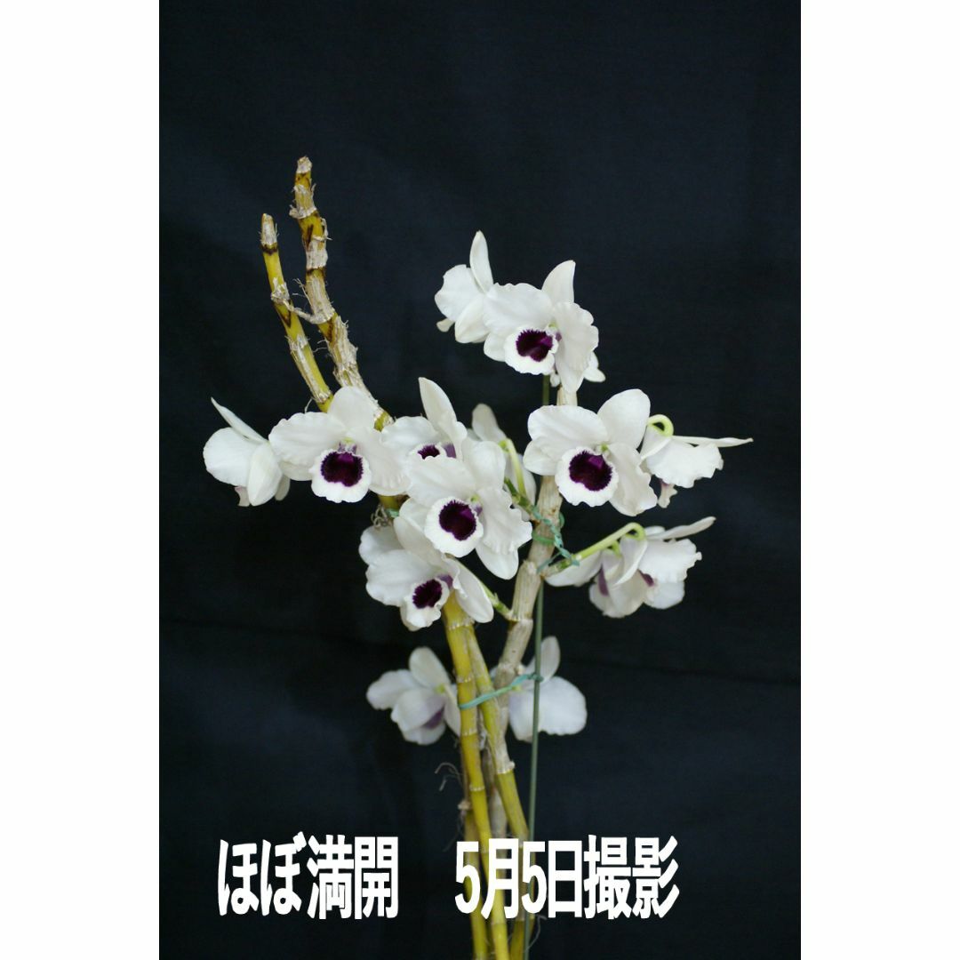 開花株 デンドロビウム・ユキダルマキング ハンドメイドのフラワー/ガーデン(その他)の商品写真