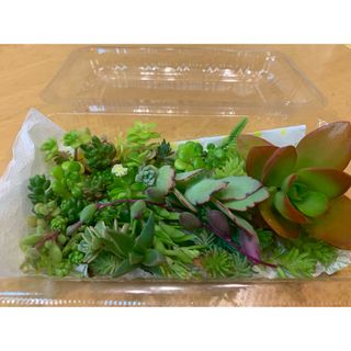 多肉植物　セダム　カット苗　詰め合わせ　セット(その他)