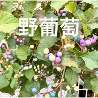 野葡萄　抜き苗1株　  挿木2年目(プランター)