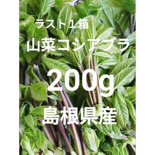 山菜　コシアブラ　200g　島根県産　 農家　無農薬 　山菜の女王　こしあぶら(野菜)