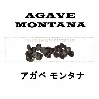 1月入荷 50粒+ アガベ モンタナ 種子 種子 Agave montana(その他)