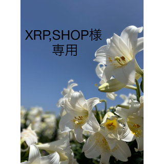 XRP,SHOP様専用(野菜)