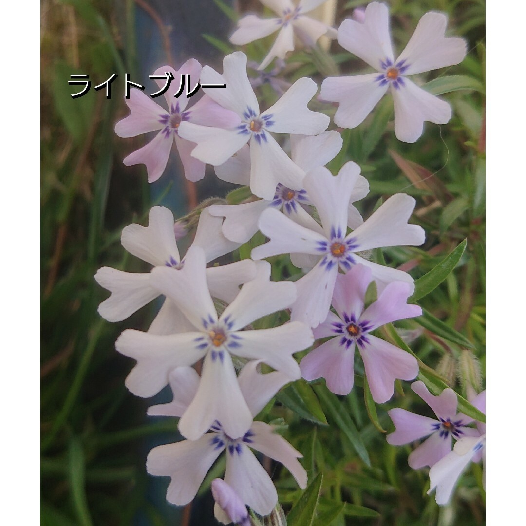 【ネコポス】芝桜 ライトブルー挿し穂３０本 ハンドメイドのフラワー/ガーデン(その他)の商品写真