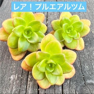 レア！プルエアルツムカット苗3個多肉植物(その他)