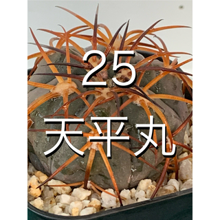 25 天平丸　鉢付　Gymnocalycium spegazzinii(プランター)