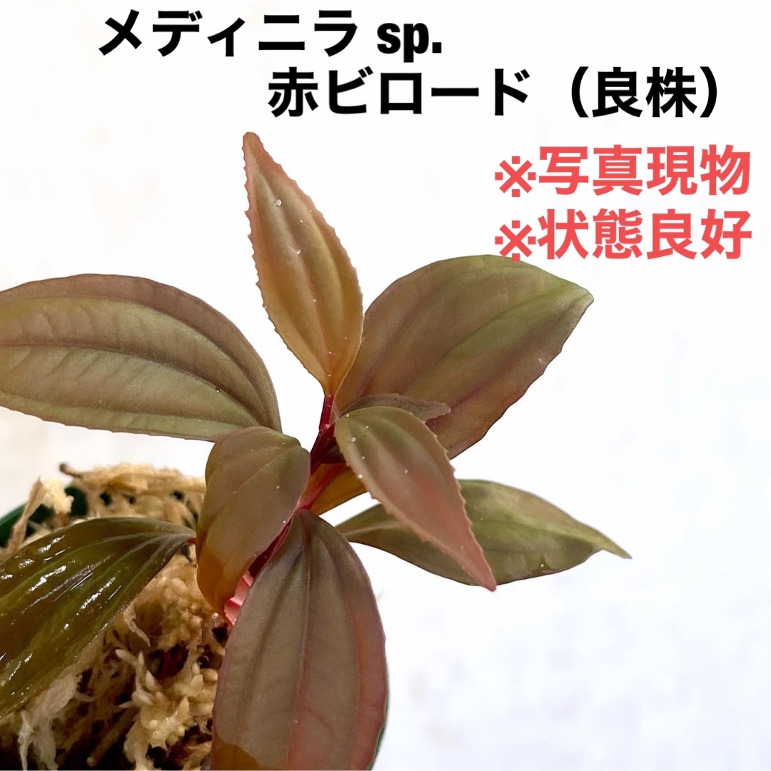 ◆ メディニラsp.赤ビロード ルソン島  #植物さかな屋　パルダリウム　KSB ハンドメイドのフラワー/ガーデン(その他)の商品写真