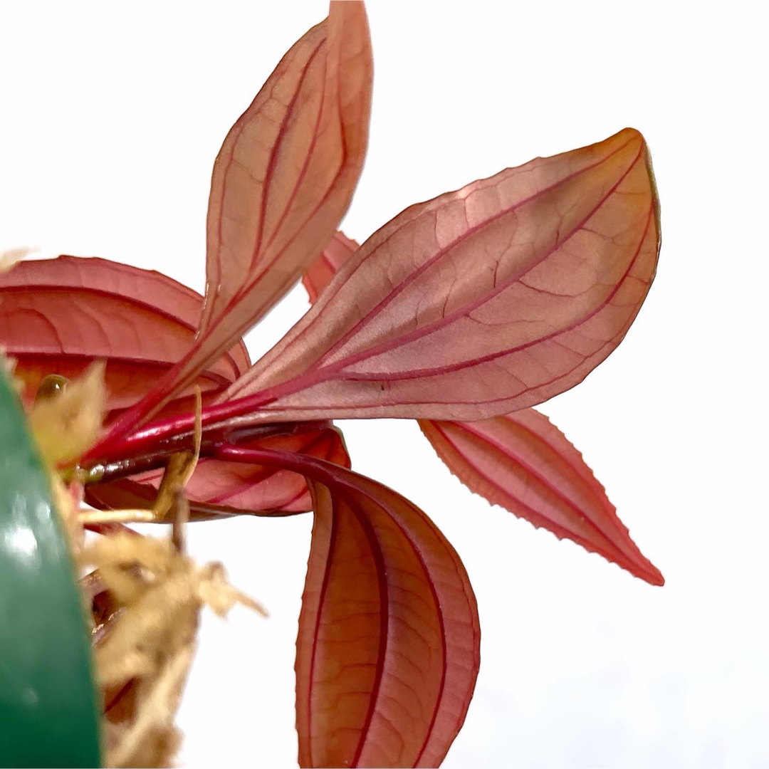 ◆ メディニラsp.赤ビロード ルソン島  #植物さかな屋　パルダリウム　KSB ハンドメイドのフラワー/ガーデン(その他)の商品写真
