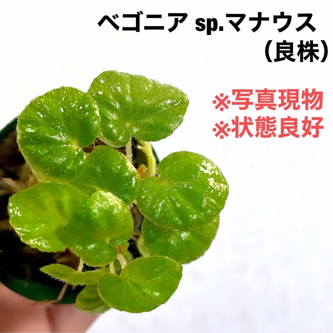 ◆ベゴニアsp.マナウス   #植物さかな屋　ada パルダリウム ハンドメイドのフラワー/ガーデン(その他)の商品写真