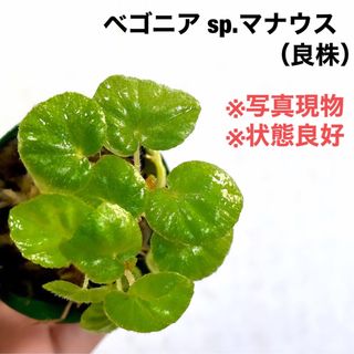 ◆ベゴニアsp.マナウス   #植物さかな屋　ada パルダリウム(その他)