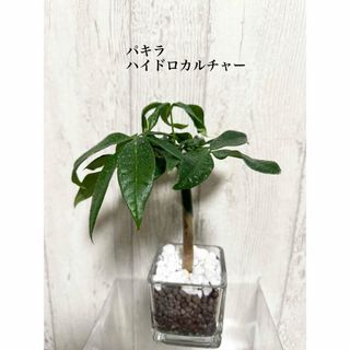 パキラ　ハイドロカルチャー　観葉植物(ドライフラワー)