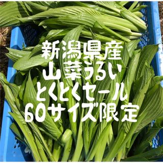 新潟県産　山菜うるい　とくとくセール　60サイズ限定(野菜)