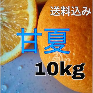 糸島　無農薬　農家直送　甘夏10キロ(フルーツ)