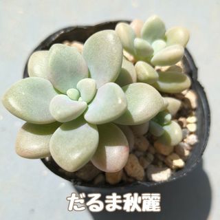 多肉植物　だるま秋麗　抜き苗(その他)